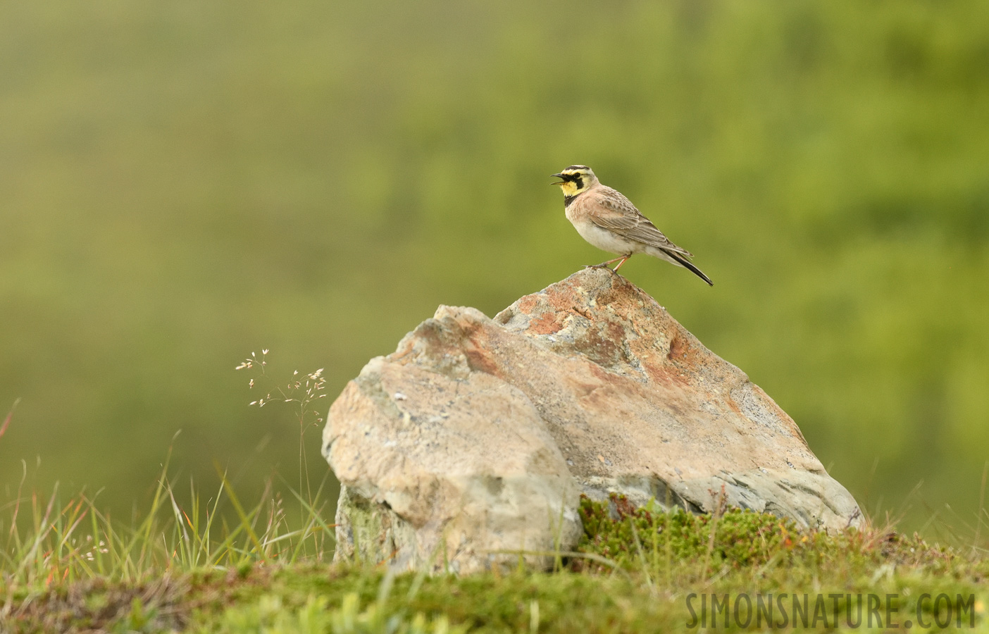 Eremophila alpestris alpestris [400 mm, 1/2000 Sek. bei f / 8.0, ISO 1600]